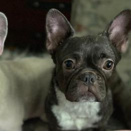 French Bulldogs from Rachel's Frenchies