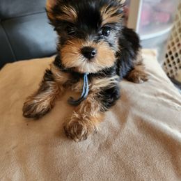 Yorkshire Terrier Puppies from Little Yorkie World Texas