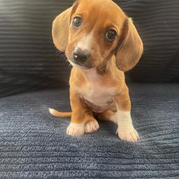 Girl 1 - Piebald female Dachshund puppy in Los Angeles, California from Sensational Sausages
