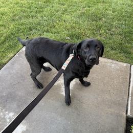 Stormi - 4 years old female - Black female Labrador Retriever puppy in California from Sweetheart Labradors