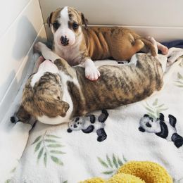 Whippet Puppies from Cheshire Whippets
