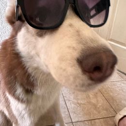 Dio - Siberian Husky