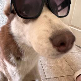 Dio - Siberian Husky
