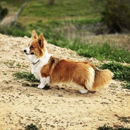 Dolly - Pembroke Welsh Corgi