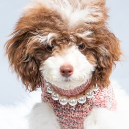 Prudy - Poodle