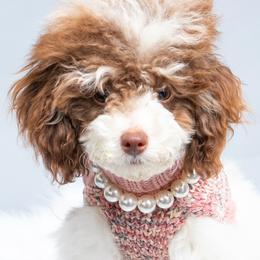 Prudy - Poodle