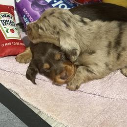 Heath - AKC - Chocolate and cream male Dachshund puppy in Sterling, Colorado from Country Chics Doxies
