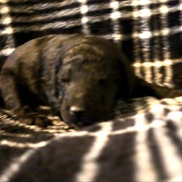 Arthur - Silver male Poodle puppy in Meadowbrook, California from Standard Poodle Pups