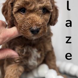Blaze - Red  male Poodle puppy in Seminole, Oklahoma from TruPoodles, Oklahoma AKC Mini poodles