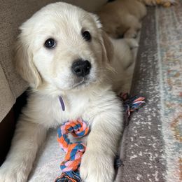 Golden Retriever Puppies from Loposky Goldens