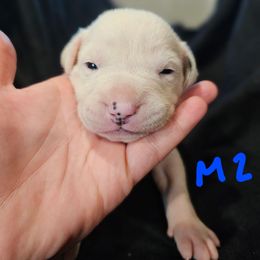 B2 - White male American Bulldog puppy in Yellville, Arkansas from Offerman Family Bulldogs