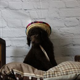 "Female" Silverwing "baby blue collar" brown - Brown Poodle puppy in Hazard, Kentucky from Suited N Booted Standards