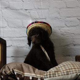 "Female" Silverwing "baby blue collar" brown - Brown Poodle puppy in Hazard, Kentucky from Suited N Booted Standards
