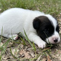 Russell Terrier puppies from Rivermont Farm