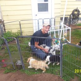 Collie Puppies from Thorndale Collies
