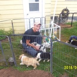 Collie Puppies from Thorndale Collies