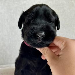 Giant Schnauzer and Miniature Schnauzer Puppies from My Angel Schnauzers