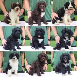 Portuguese Water Dog Puppies from Siesta PWD’s
