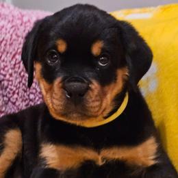 Yellow collar female - Black and rust female Rottweiler puppy in Aspers, Pennsylvania from Vom Uberlegenen Rottweilers