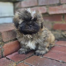 AKC Winchester - Brindle male Shih Tzu puppy in Smithville, Georgia from The Luckie Puppy