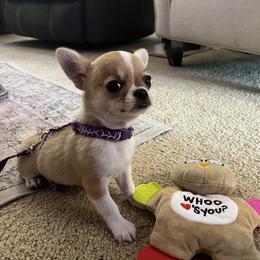 Chihuahua Puppies from Home Grown Chihuahuas From Iowa