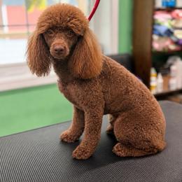 Hazel Ann - Poodle