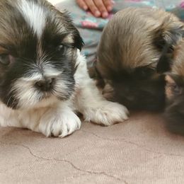 Shih Tzus from Lugo Shih Tzus