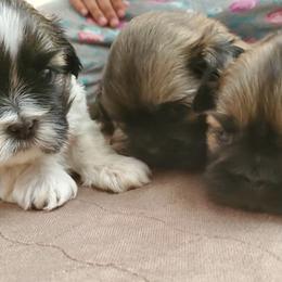 Shih Tzus from Lugo Shih Tzus