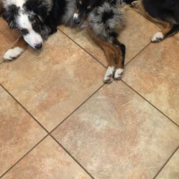Australian Shepherd All Grown Up from Oak Island Australian Shepherds