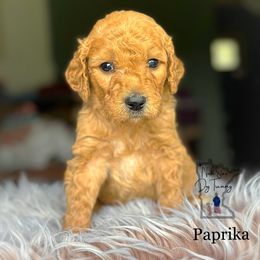 Boy 3 - Goldendoodle puppy from North Star Dog Training