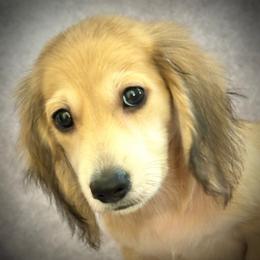Orion - Cream male Dachshund puppy in Sumrall, Mississippi from Huckleberry Tails