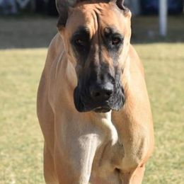 Great Danes from Simply Sublyme Great Danes