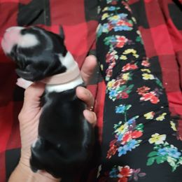 Girl 1 - female English Springer Spaniel puppy in Talbott, Tennessee from Cant Stop A Dream Springers