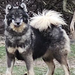 Kiani - Siberian Husky