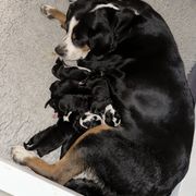 Greater Swiss Mountain Dog puppies from Polyanna’s GSMD