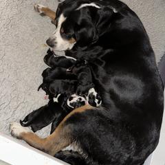 Greater Swiss Mountain Dog puppies from Polyanna’s GSMD