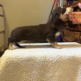 Aston - Chocolate and cream male Dachshund puppy in Stilwell, Oklahoma from Mountain Top Dachshunds