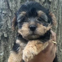 Cookie(2000) - Black and tan female Yorkipoo puppy in Shelby, North Carolina from Precious pups dynasty kennel