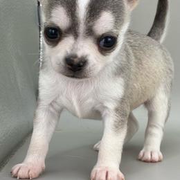 BB - Black sabled fawn female Chihuahua puppy in Westport, New York from Chantilly chihuahuas