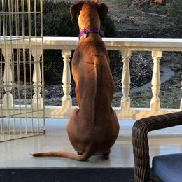 Rhodesian Ridgeback All Grown Up from Stoneridge Ridgebacks