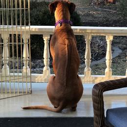 Rhodesian Ridgeback All Grown Up from Stoneridge Ridgebacks