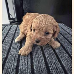 Cavapoo All Grown Up from Carolina Canines