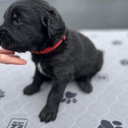 Assorted Doodle Crosses Puppies from Golden Mountain Doodles