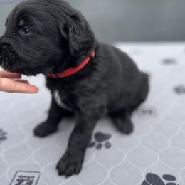 Assorted Doodle Crosses Puppies from Golden Mountain Doodles