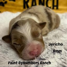 Jericho - Red merle male Australian Shepherd puppy in Magee, Mississippi from Paint ByNumbers Ranch