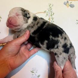 Girl 7 - female Alapaha Blue Blood Bulldog puppy in Grafton, Ohio from Eclipse Alapaha Kennels