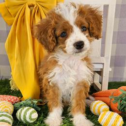 Ginger - Yellow and white female Bernedoodle puppy in Mckinney, Texas from M2 Bernedoodles