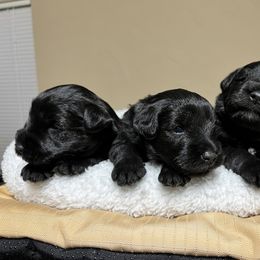 Girl 7 - Black female Giant Schnauzer puppy in Wildomar, California from My Angel Schnauzers