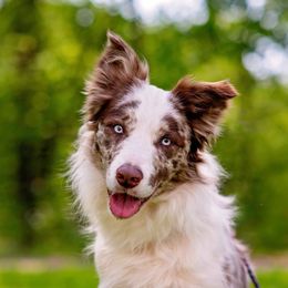 Phoenix - Border Collie