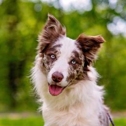 Phoenix - Border Collie